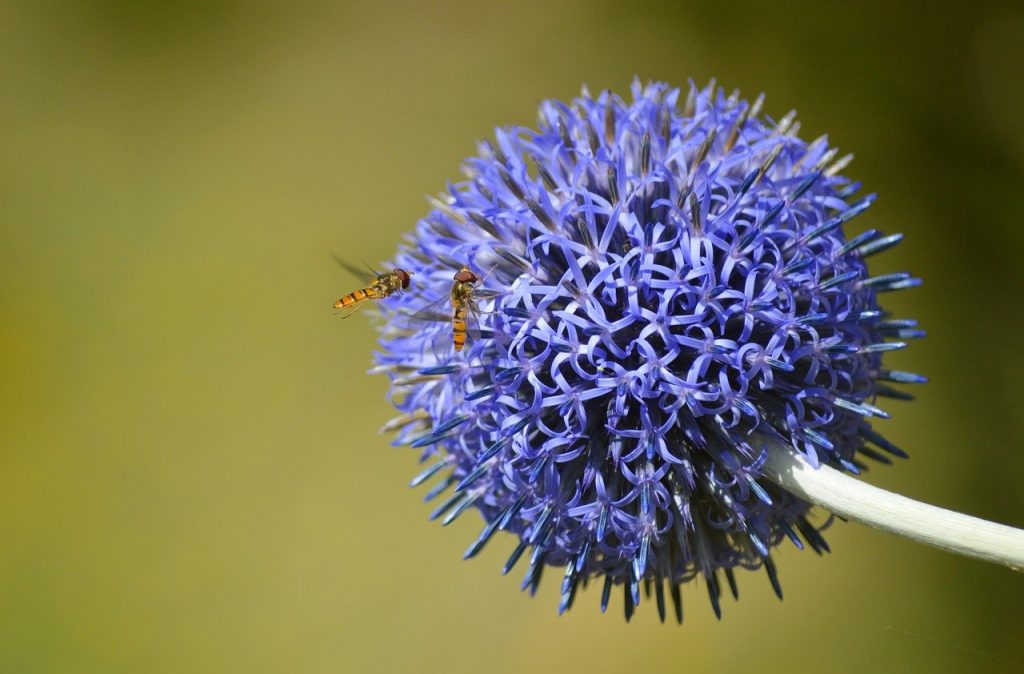 ball thistle, background image, desktop wallpaper-8098175.jpg