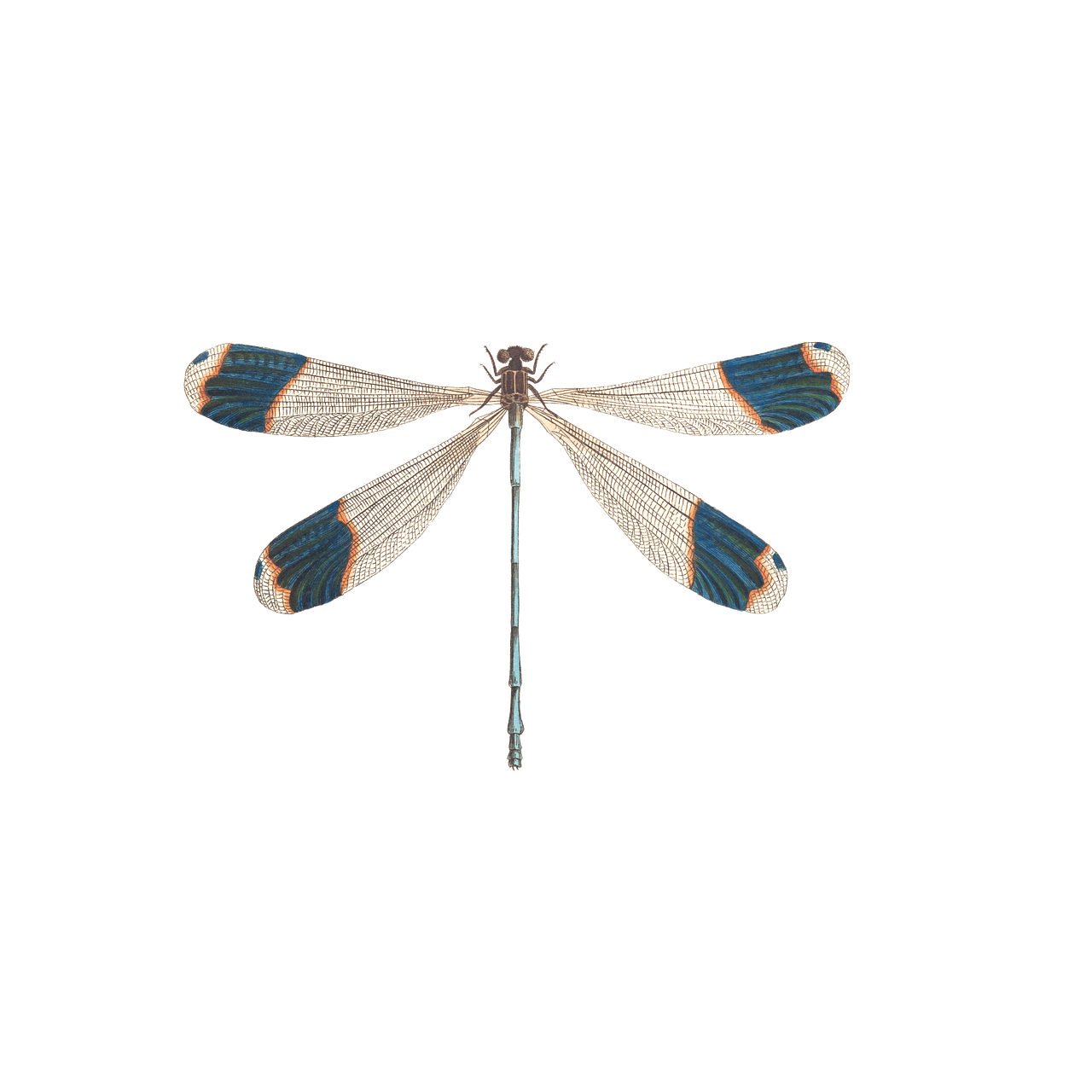 dragon-fly, insect, animal-1541241.jpg