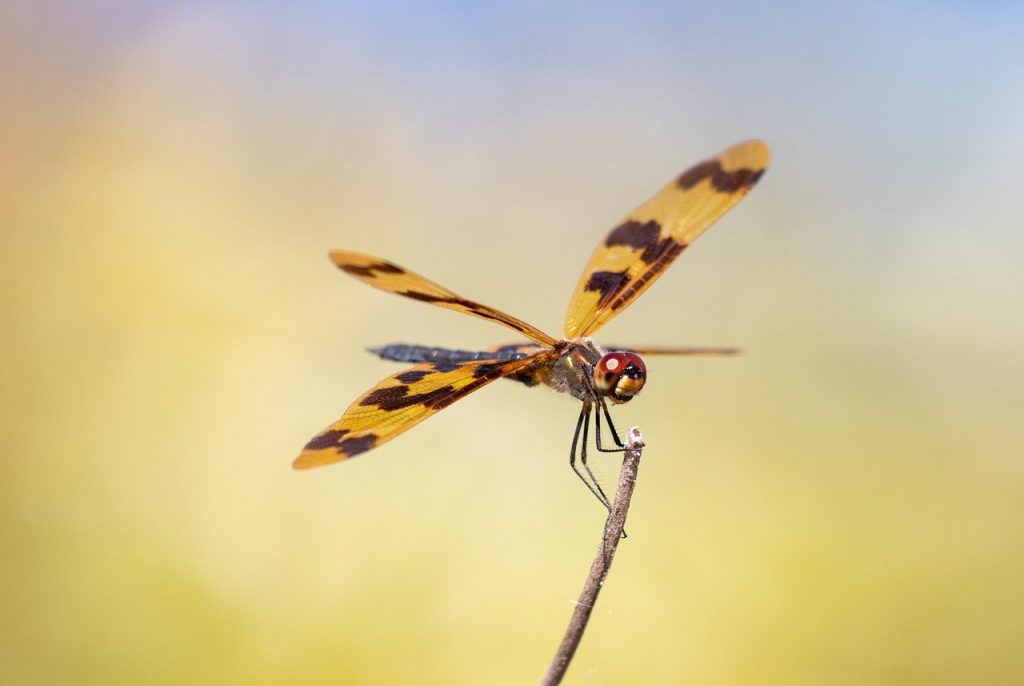 insect, wallpaper hd, mac wallpaper-7913415.jpg
