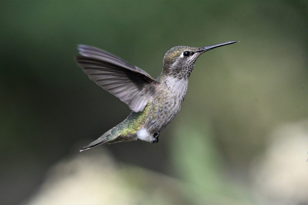 nature, outdoor, animal-8096357.jpg